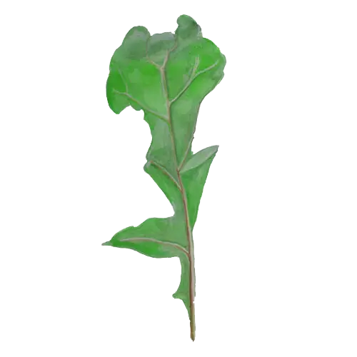 Ruccola