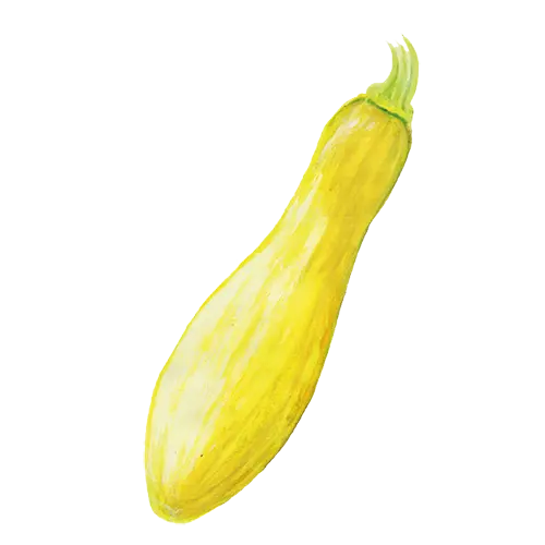 Sommarsquash Yellow Straightneck