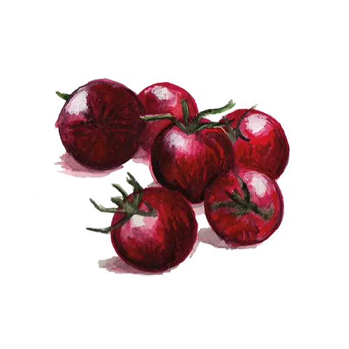 Tomat Black Sweet Cherry