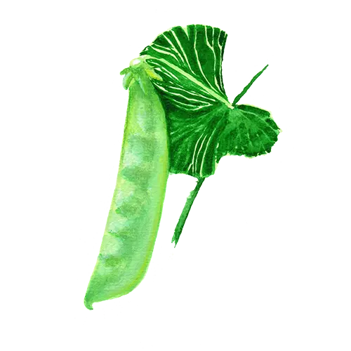 Sockerärt Norli